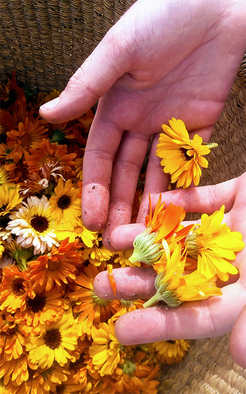 caledula-flowers-biodynamic-harvested-in-basket-500x800