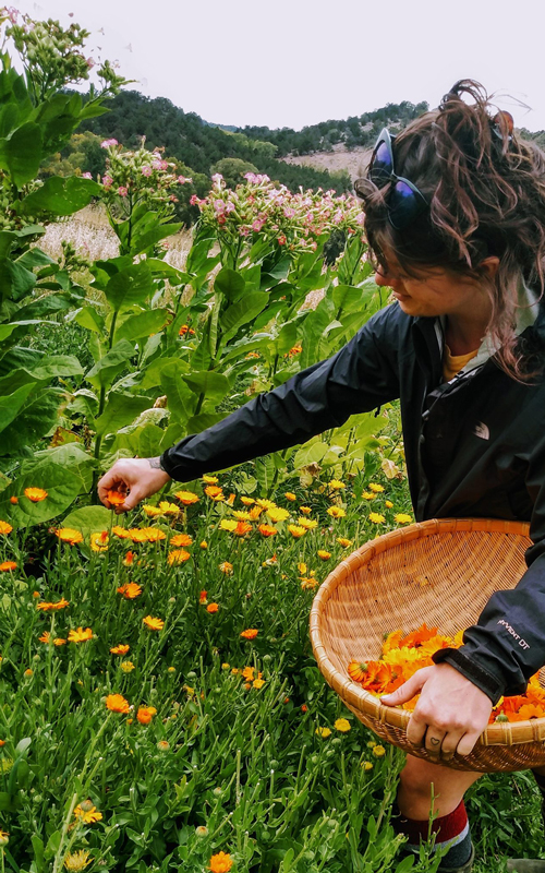 caledula-flowers-biodynamic-harvesting-by-hand-500x800