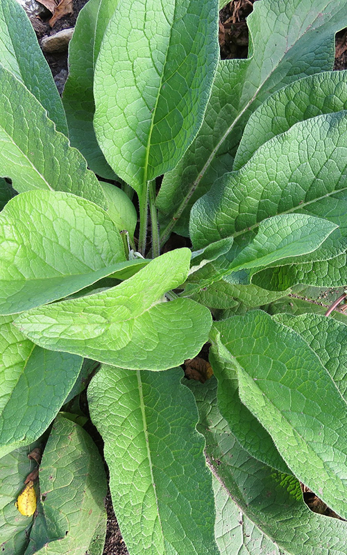 comfrey-leaf-biodynamic-read-for-harvest-500x800
