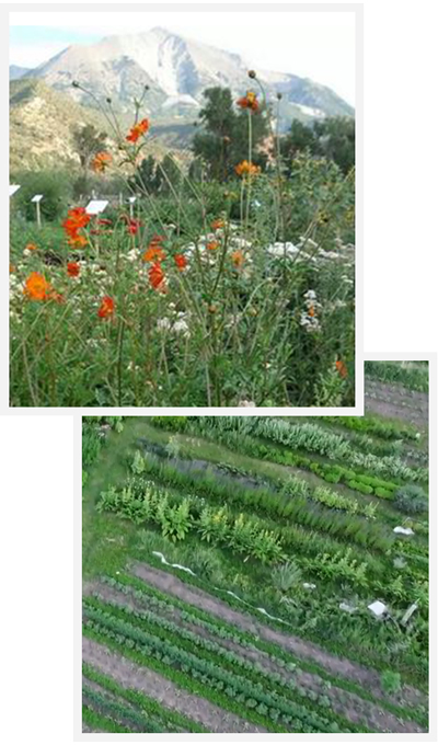 marjory-wild-herbs-sustainable-settings-farm