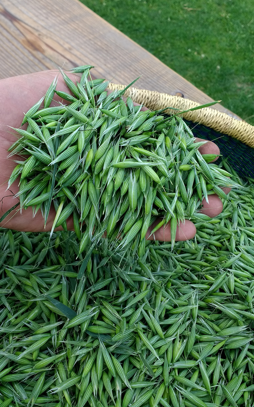 milky-oat-tops-biodynamic-harvested-in-basket-500x800