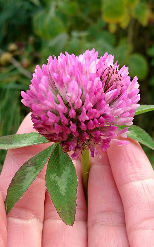 red-clover-biodynamic-harvested-by-hand-500x800